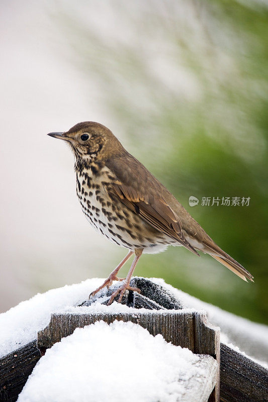 歌鸫(Turdus philomelos)